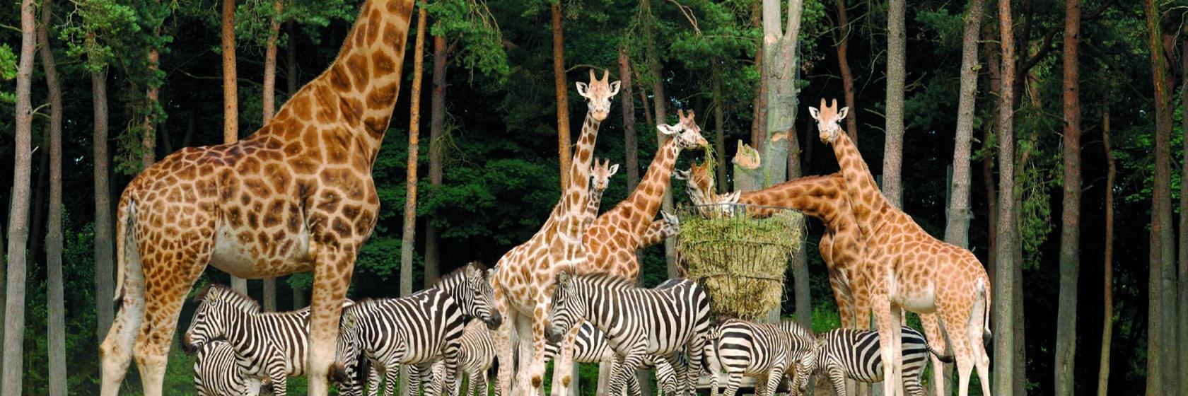 Koninklijke Burgers' Zoo